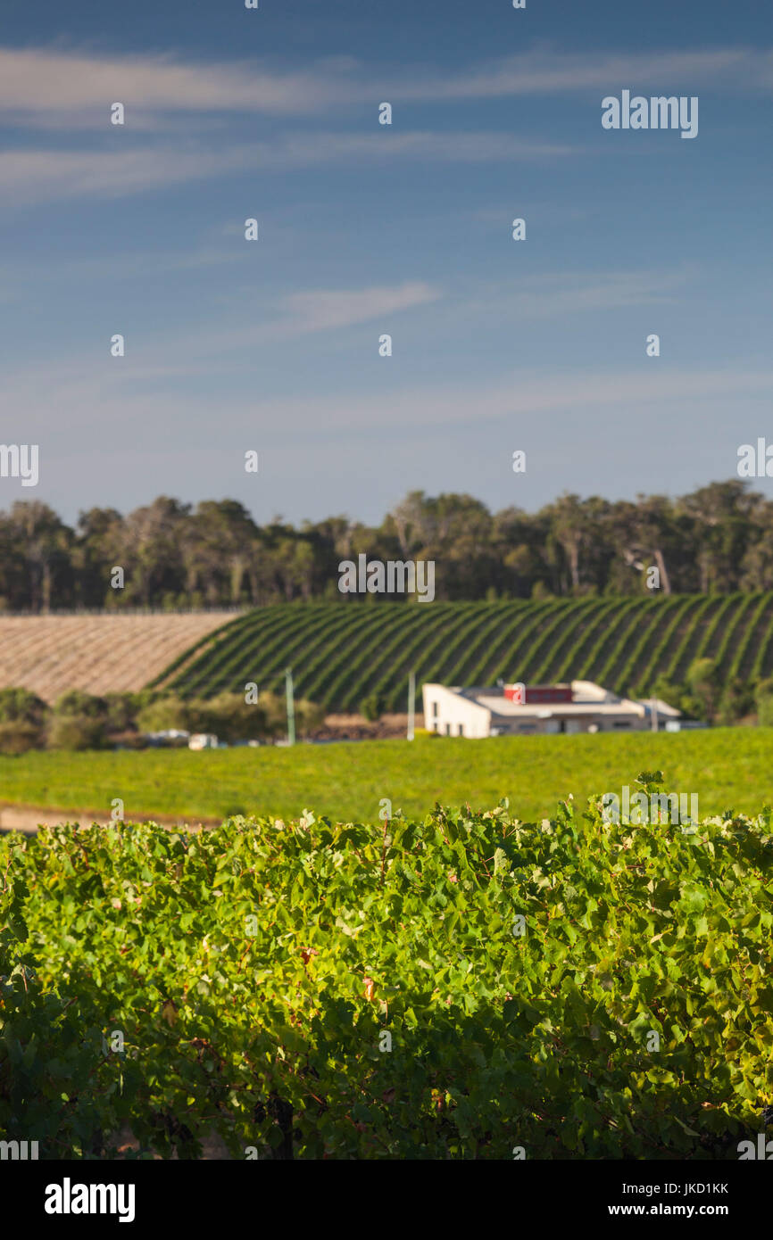 Australia, Western Australia, The Southwest, Margaret River Wine Region, Wilyabrup, Knotting Hill Vineyard Stock Photo
