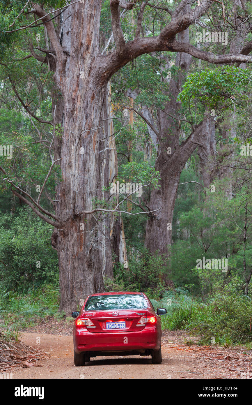 Australia, Western Australia, The Southwest, Walpole, giant tingle