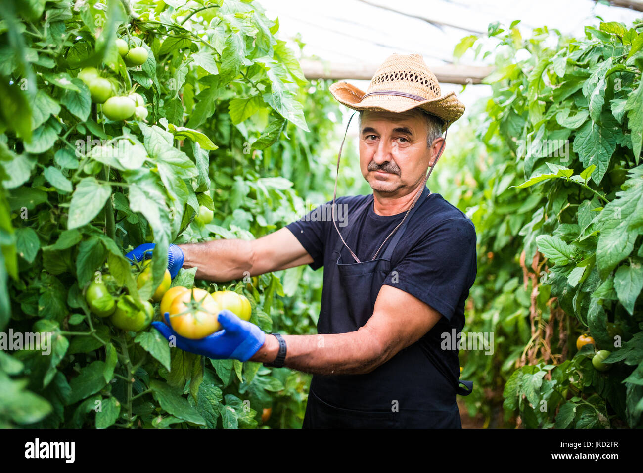 Portrait of a man at work in commercial greenhouse greenhouse produce ...