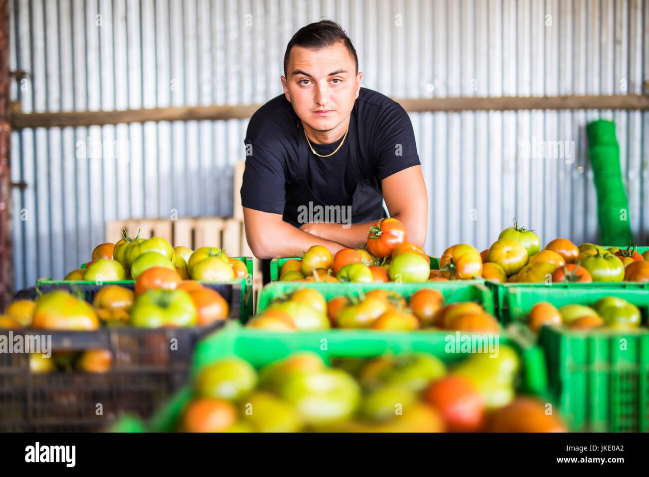 Happy organic farmer carrying tomatoes in a greenhouse Stock Photo - Alamy