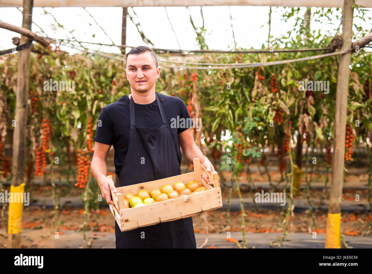 Happy male farmer box tomatoes hi-res stock photography and images - Alamy