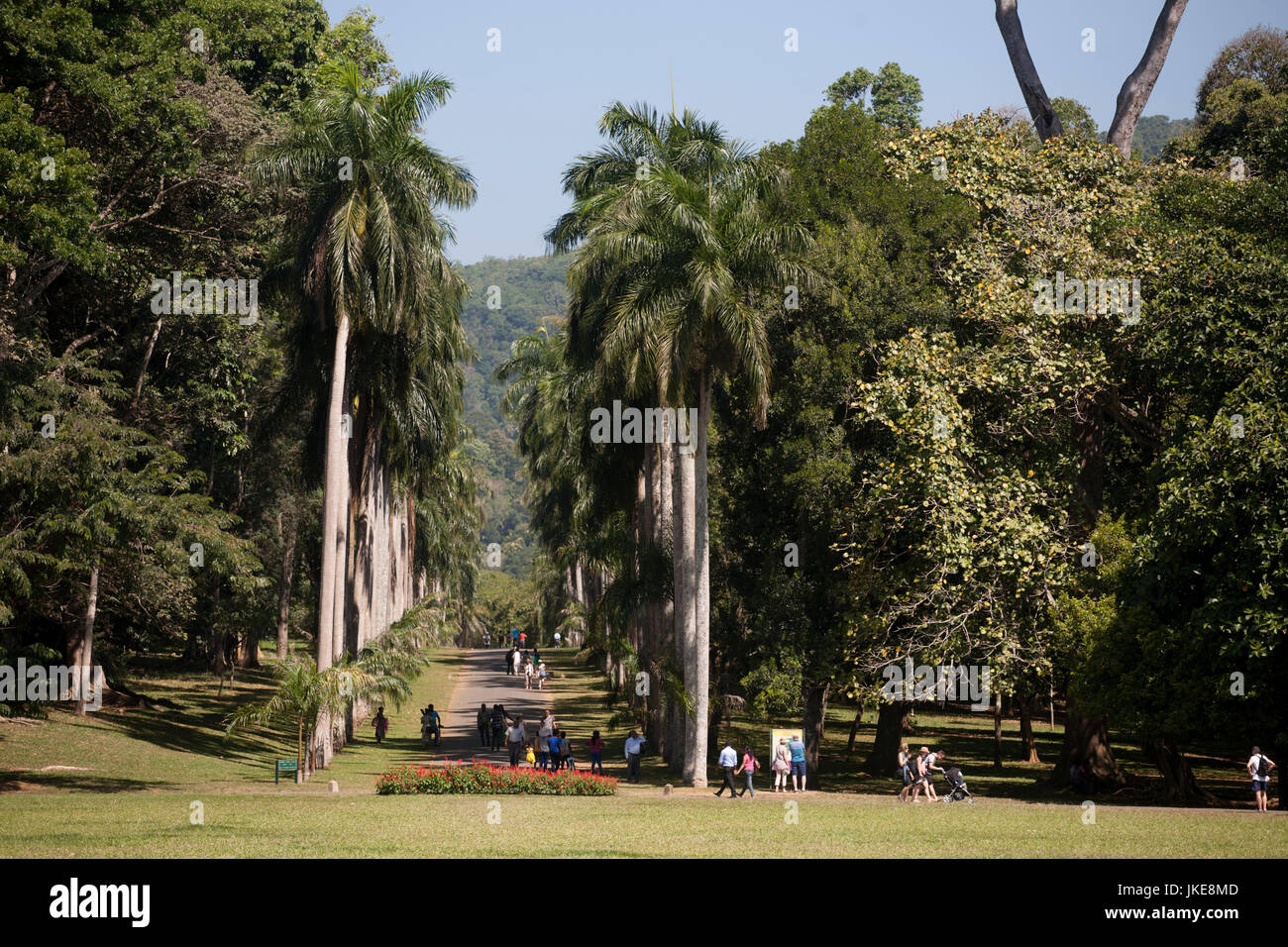 Royal Palm Avenue Peradeniya Botanical Gardens Kandy Central