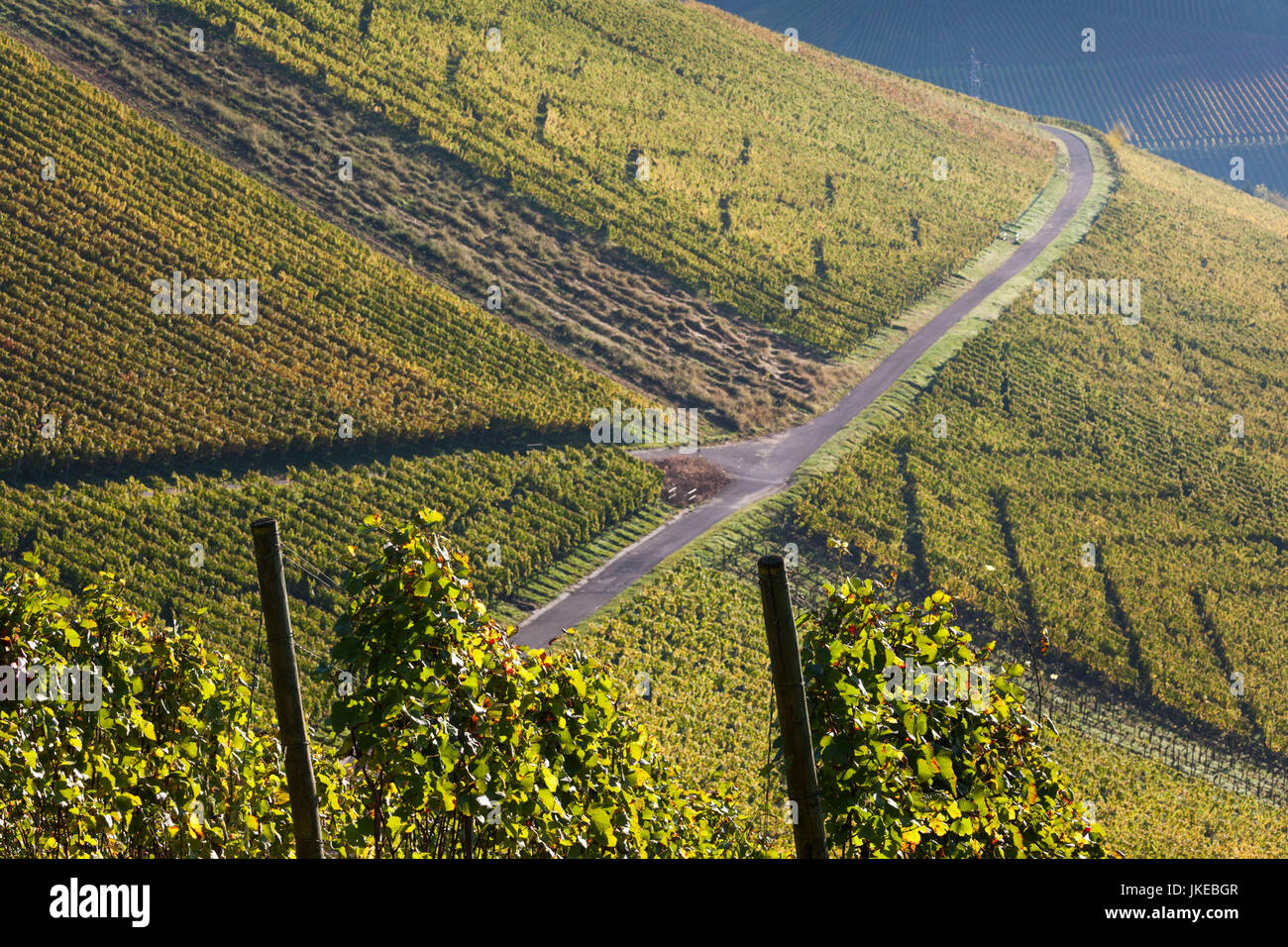 Germany, Baden-Wuerttemberg, Stuttgart - Uhlbach, vineyards above