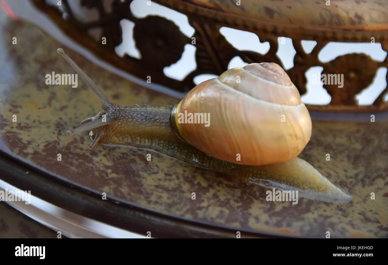 Helix pomatia, Gastropoda, snails Stock Photo Alamy