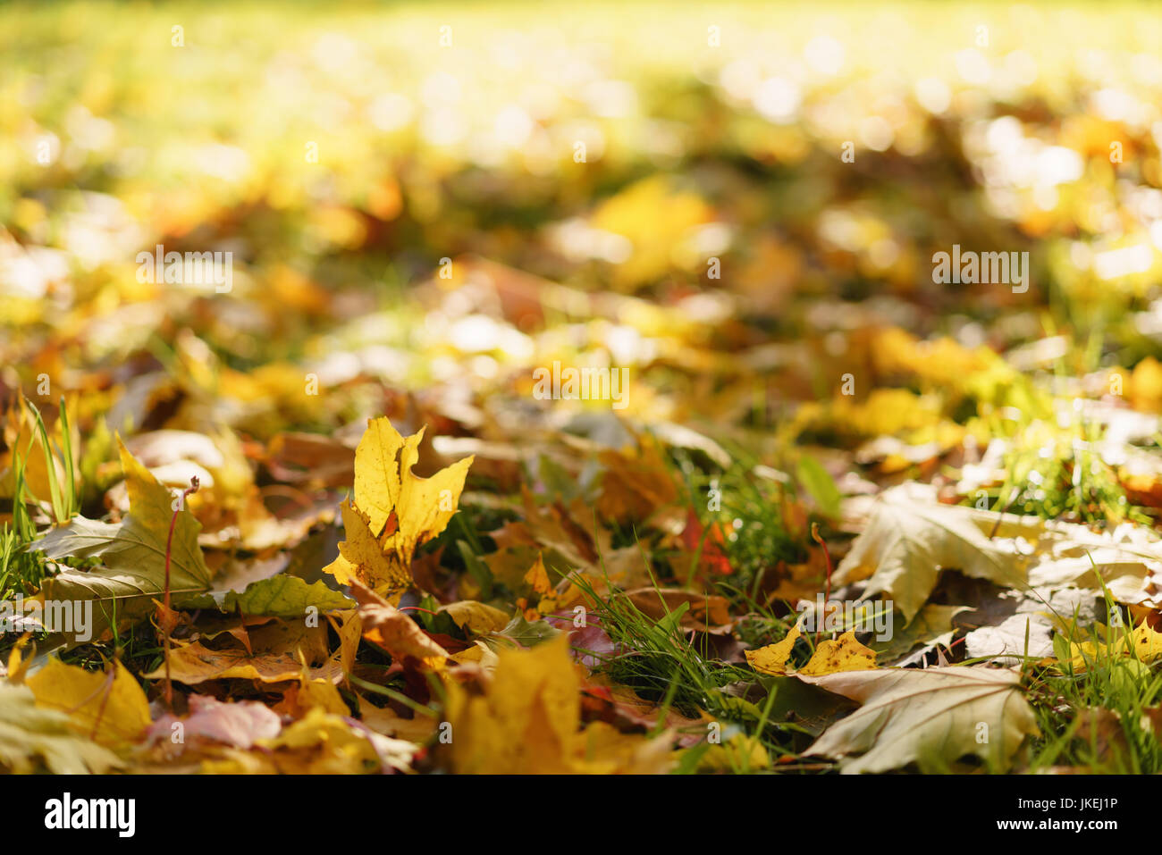 fallen autumn leaves in town park on ground Stock Photo - Alamy