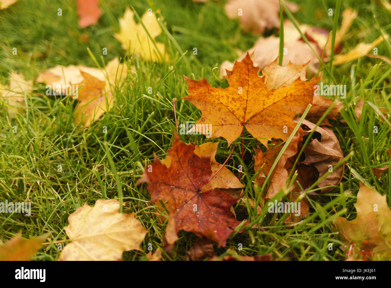 fallen autumn leaves in town park on ground Stock Photo - Alamy