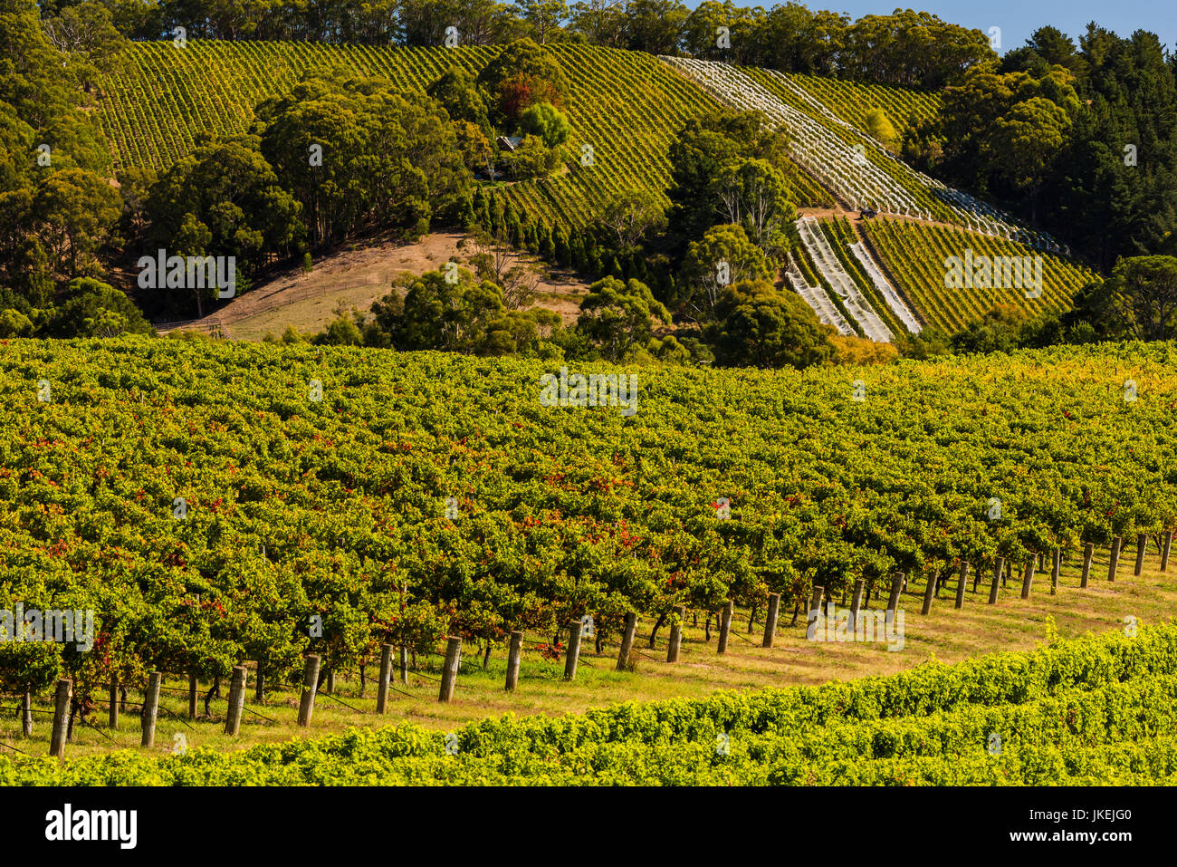 Beautiful vineyard in the Adelaide Hills, South Australia Stock Photo