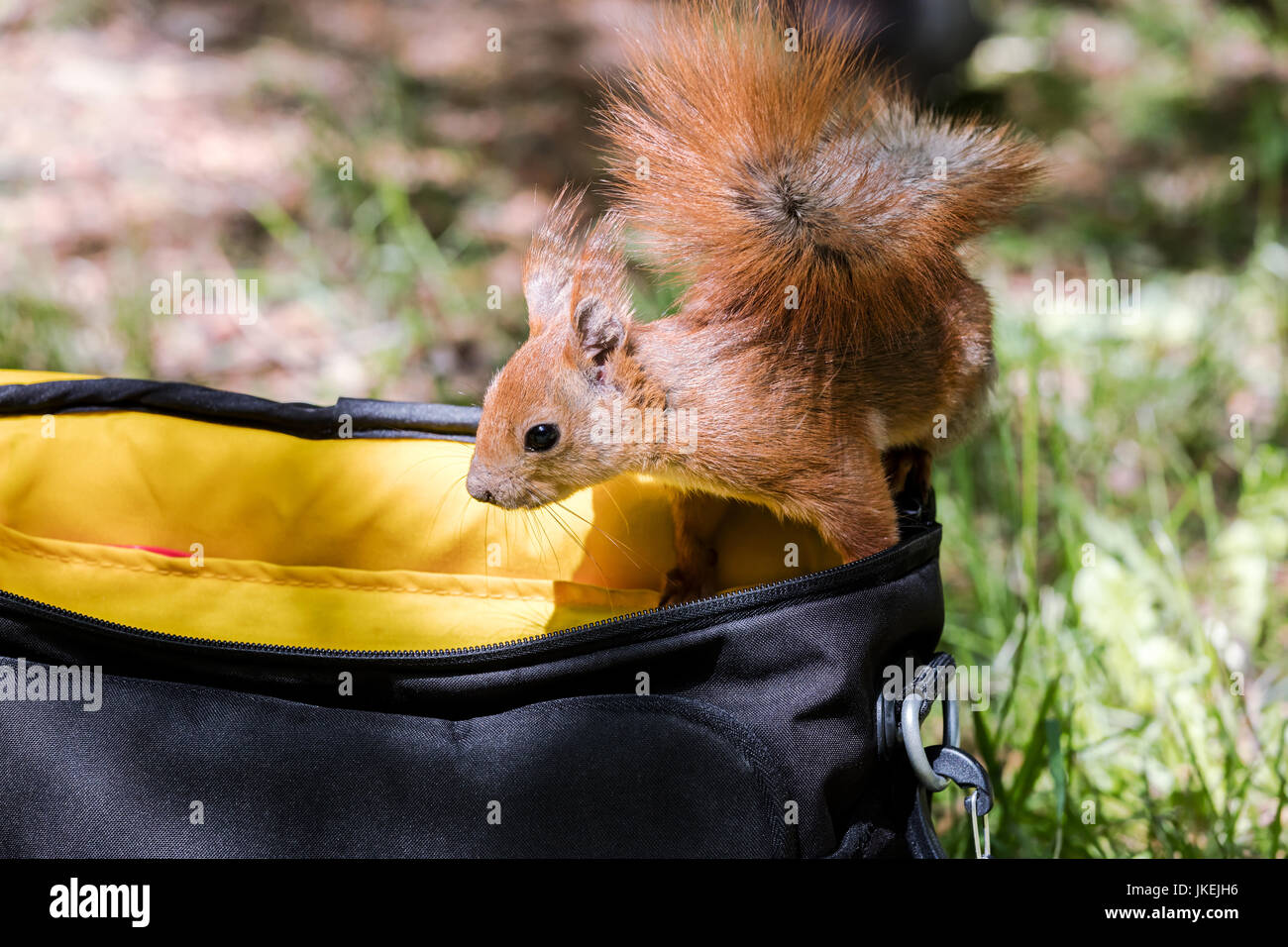 wild squirrel searching for food into bag in public park Stock Photo - Alamy
