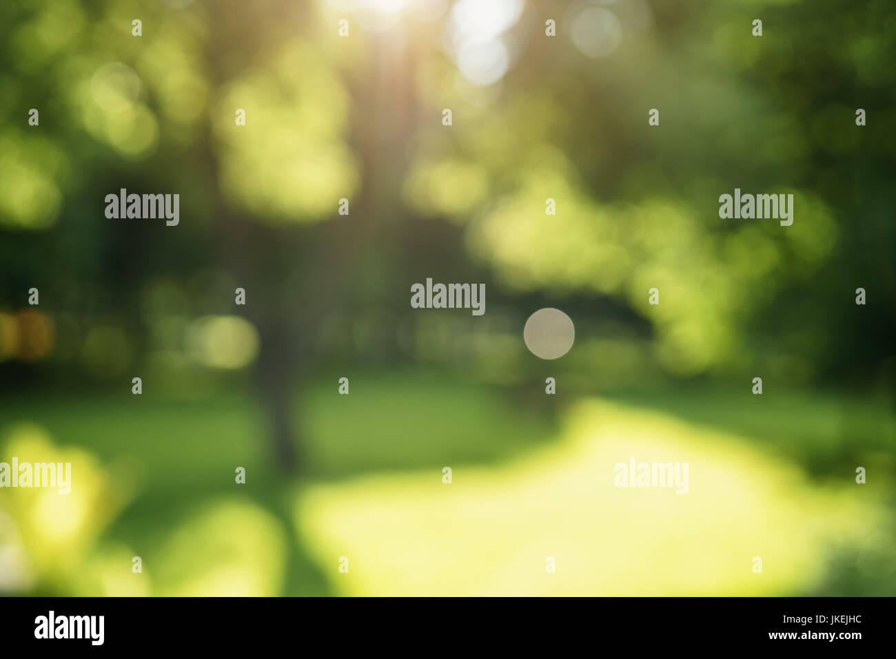 abstract blurred background of trees in park in sunny summer day Stock Photo
