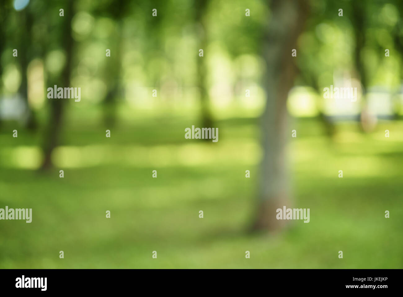 abstract blurred background of trees in park in sunny summer day Stock Photo