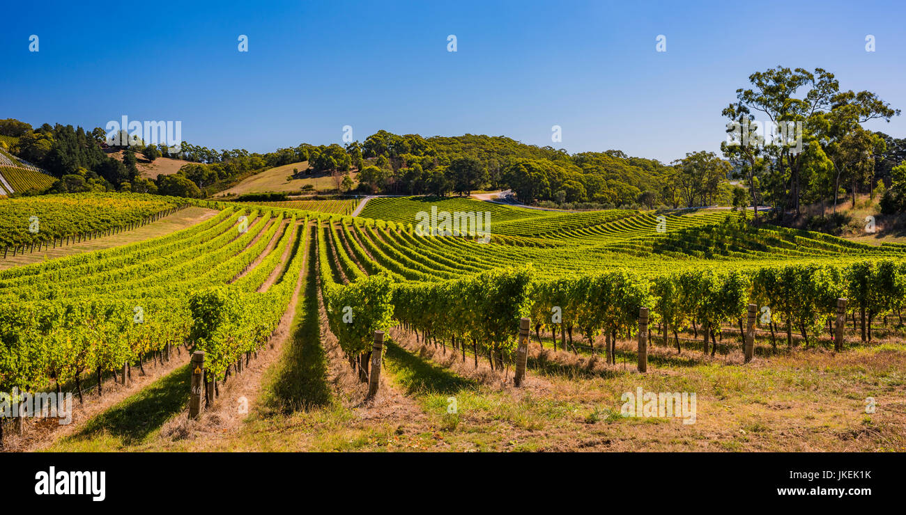Beautiful vineyard in the Adelaide Hills, South Australia Stock Photo