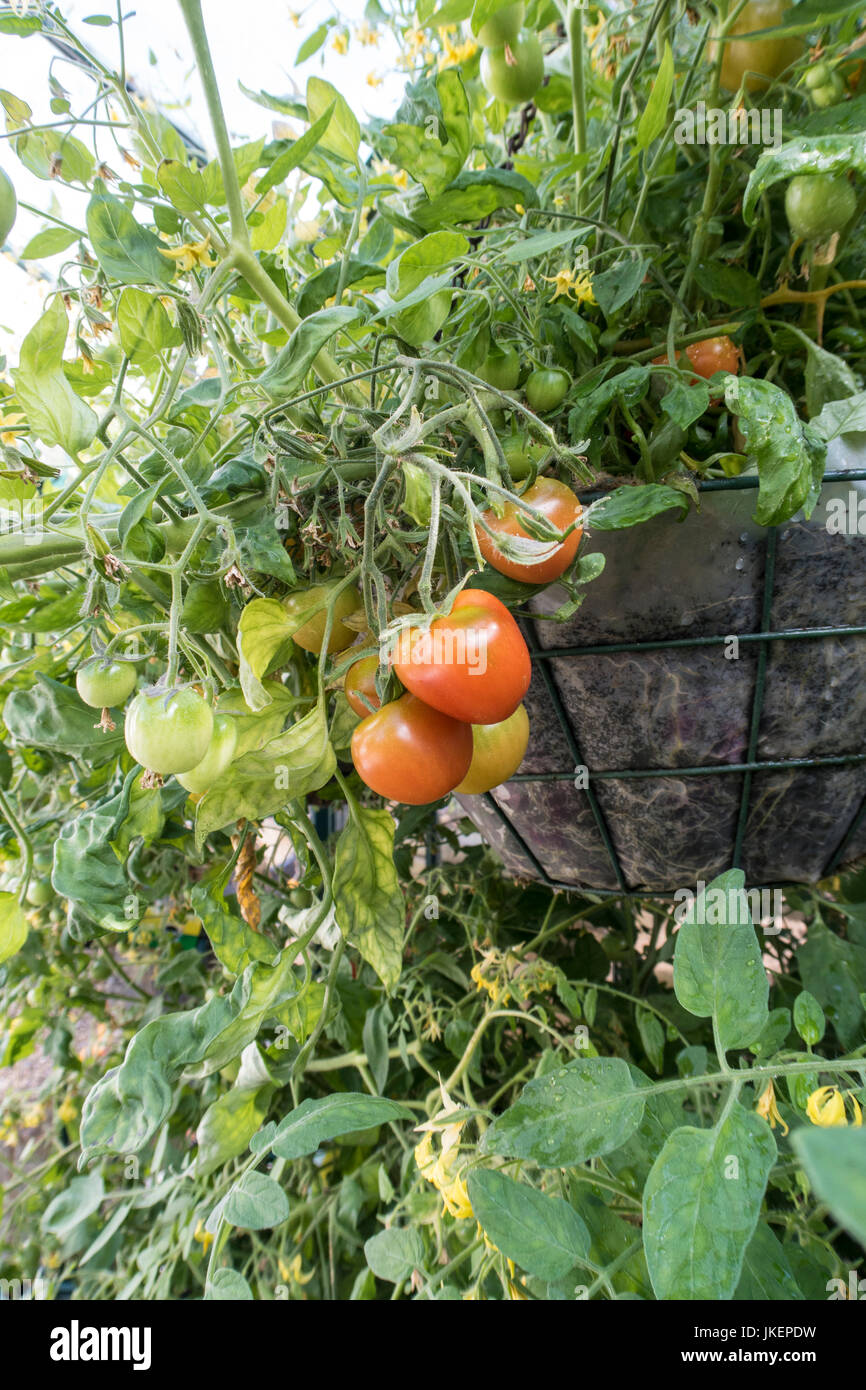 Bush tomato Tumbling Tom red, Lycopersicon esculentum, growing in hanging baskets in a greenhouse. Stock Photo