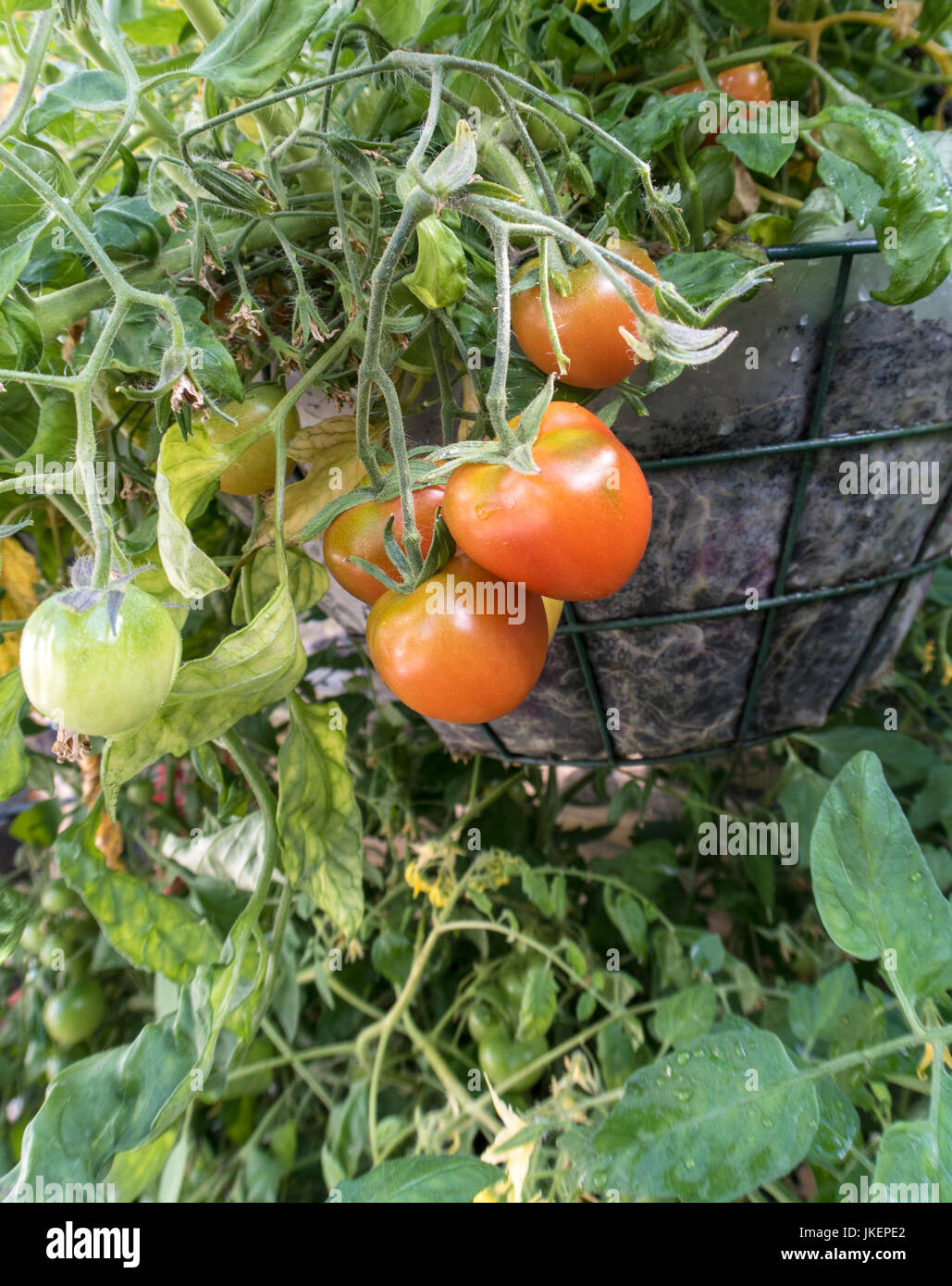 Tumbling tomato hires stock photography and images Alamy