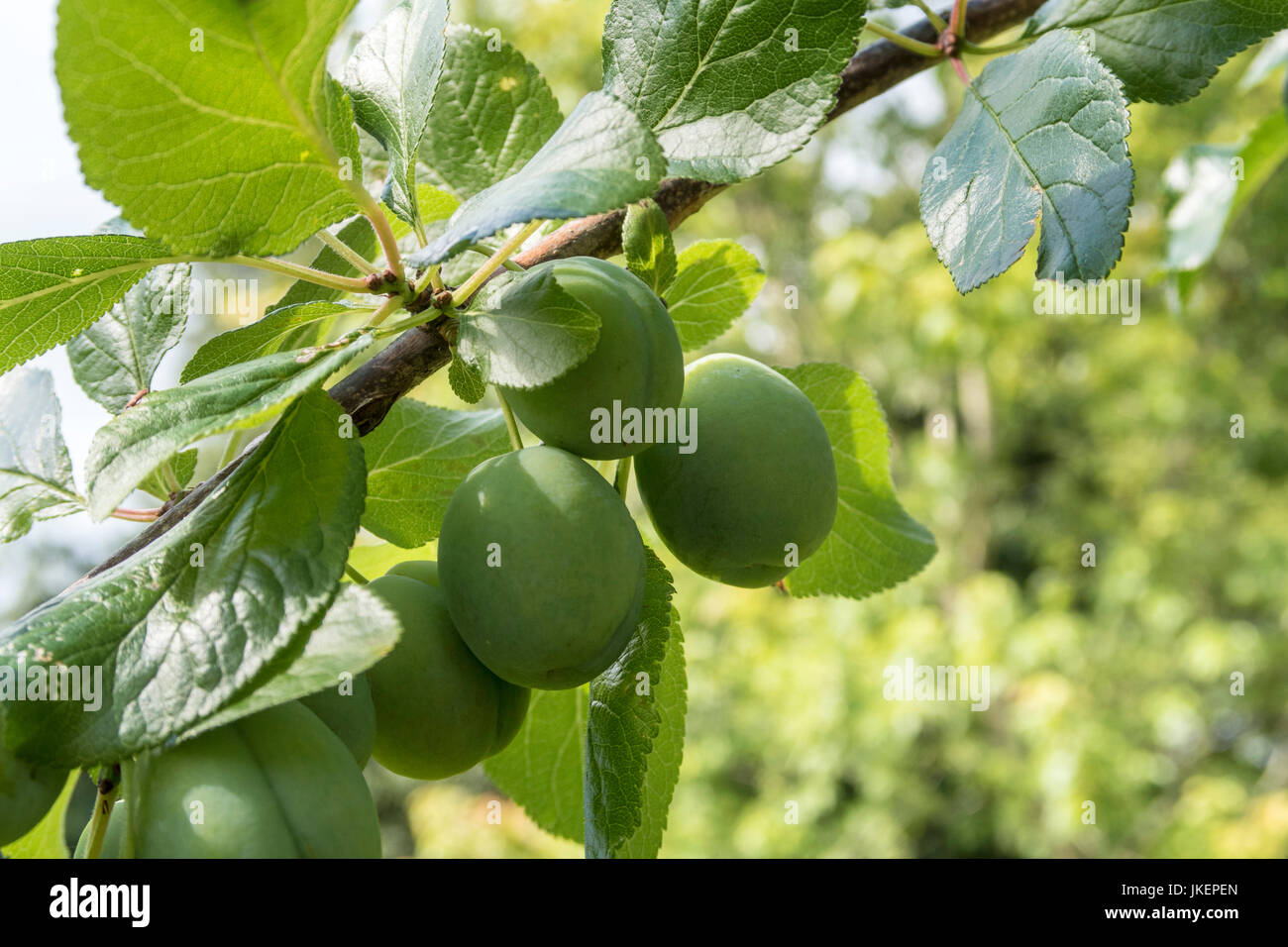 Are Unripe Plums Bad For Dogs