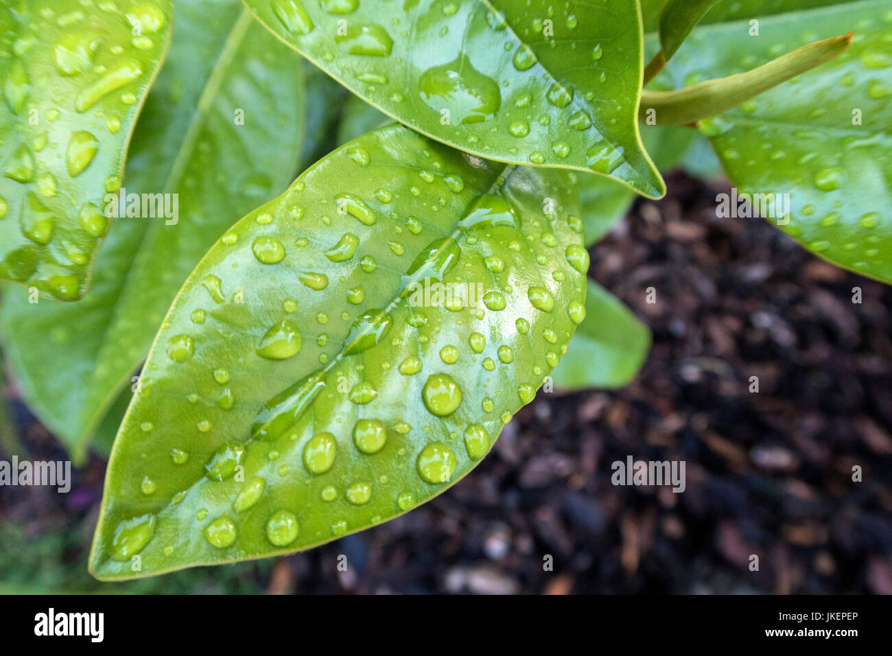 Bright glossy leaves of magnolia grandiflora Ferruginea covered in shiny rain drops. Stock Photo