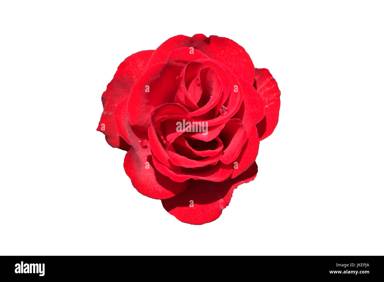 Red rose isolated on white background Stock Photo - Alamy