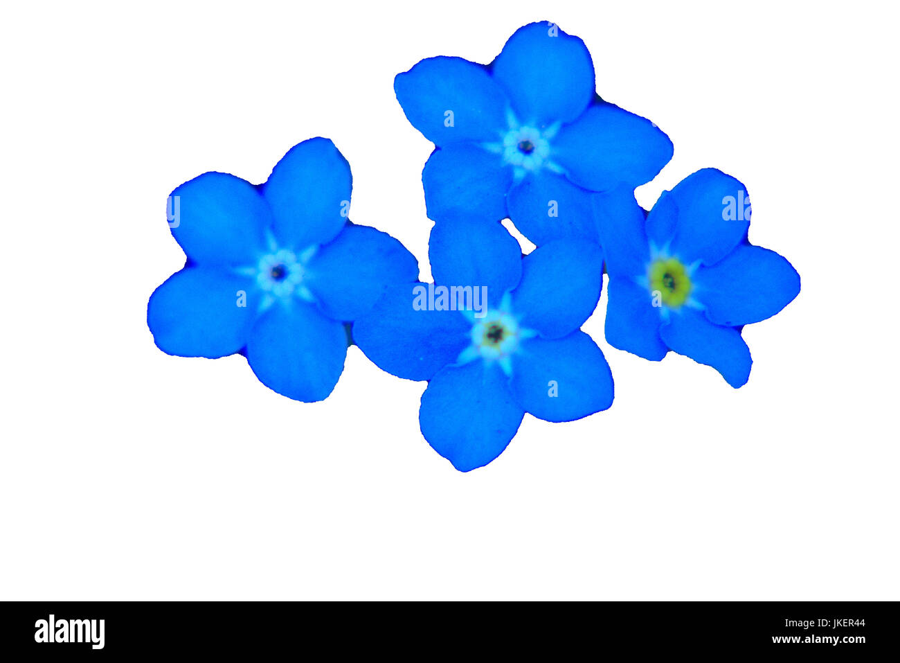 Flower isolated on white Stock Photo - Alamy