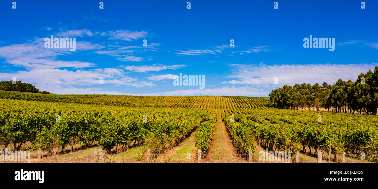 Beautiful vineyard in the Adelaide Hills, South Australia Stock Photo