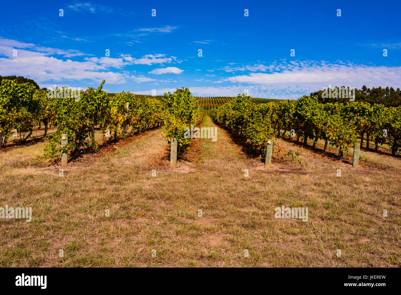 Beautiful vineyard in the Adelaide Hills, South Australia Stock Photo