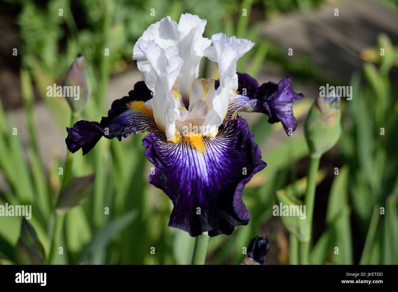 Bearded iris border hi-res stock photography and images - Alamy