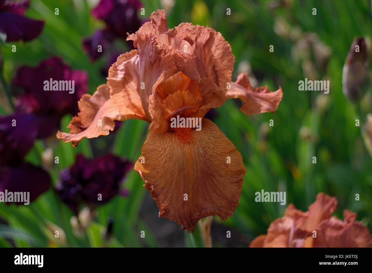 Bearded iris border hi-res stock photography and images - Alamy