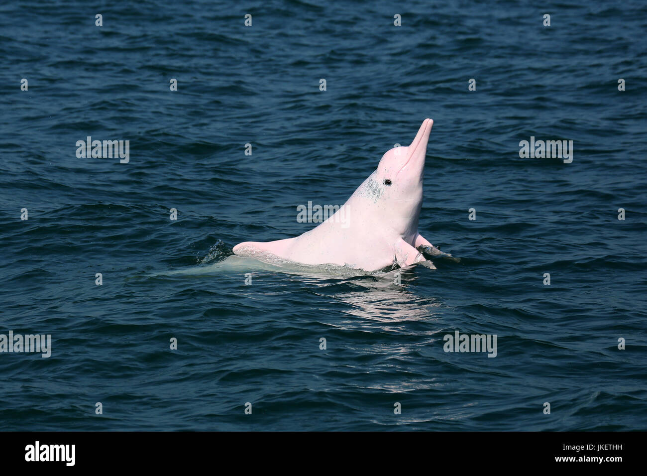 Indo-Pacific Humpback Dolphin (Sousa Chinensis) surfacing to take a good look at dolphin watchers Stock Photo