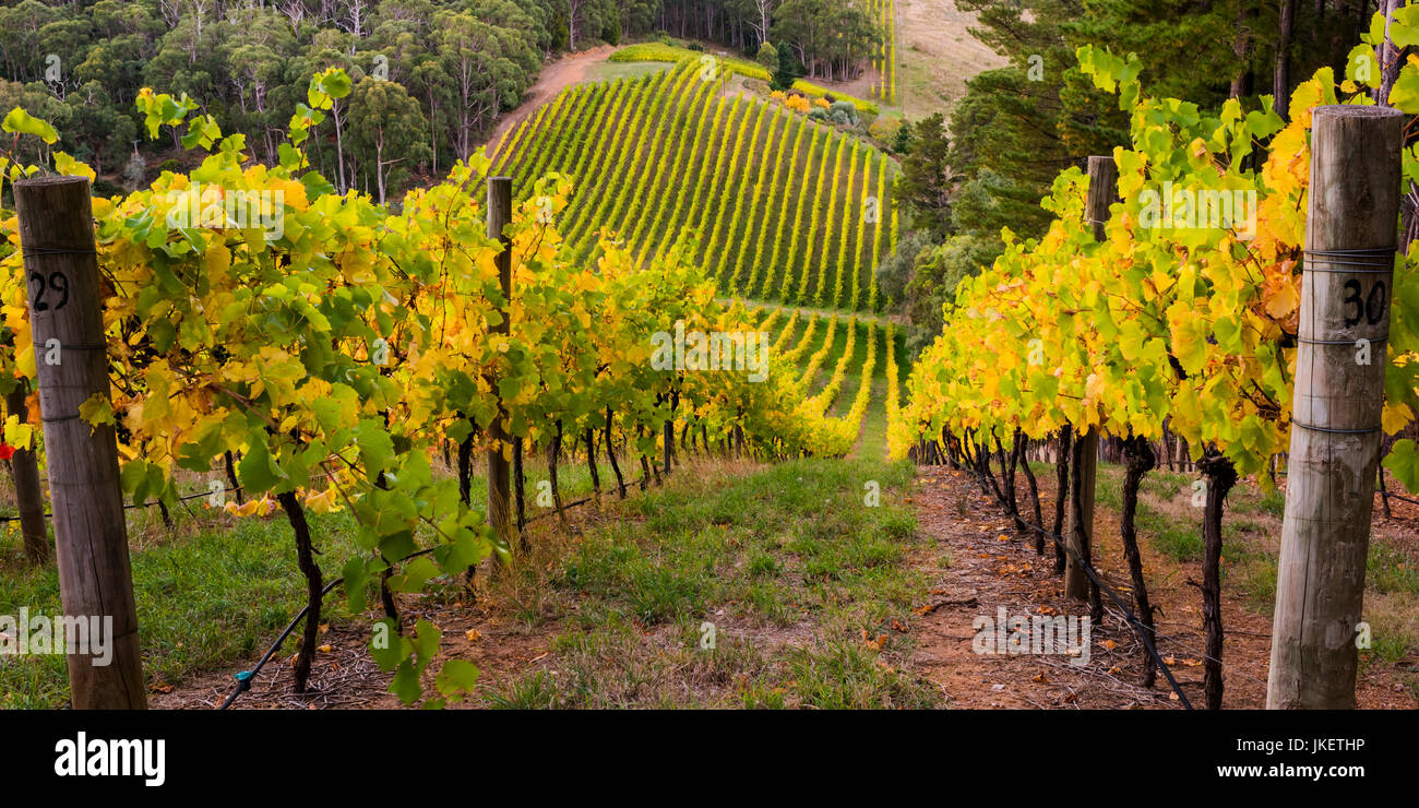 Beautiful vineyard in the Adelaide Hills, South Australia Stock Photo