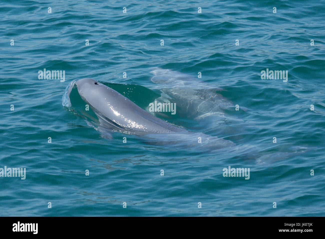 Indo-Pacific Finless Porpoises (Neophocaena phocaenoides), a not-so-well-known species in Hong Kong waters. They feed on squid and small fish. Stock Photo