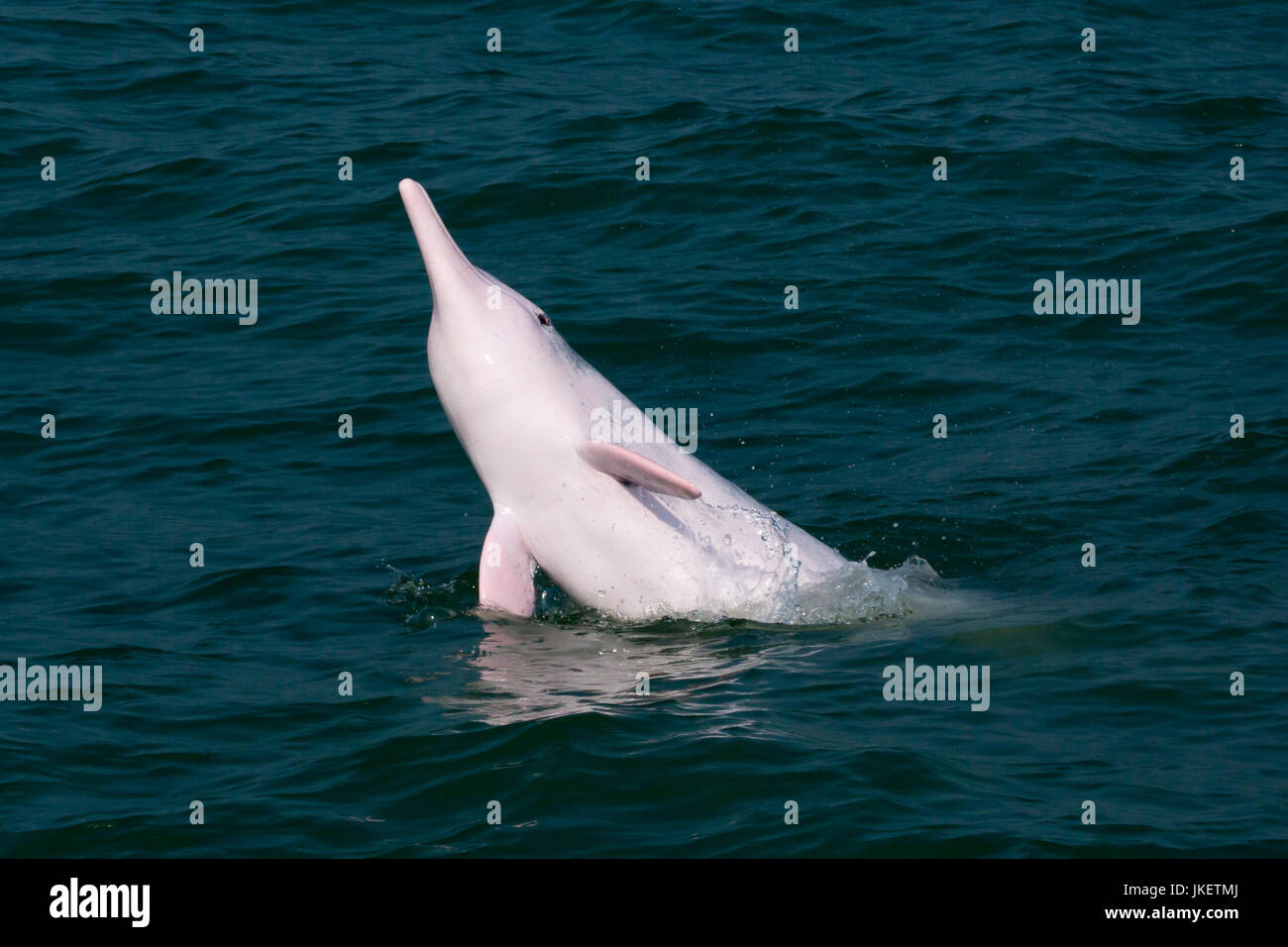 Indo-Pacific Humpback Dolphin (Sousa chinensis) leaping out with a side slap. This coastal species faces many threats from humans. Stock Photo