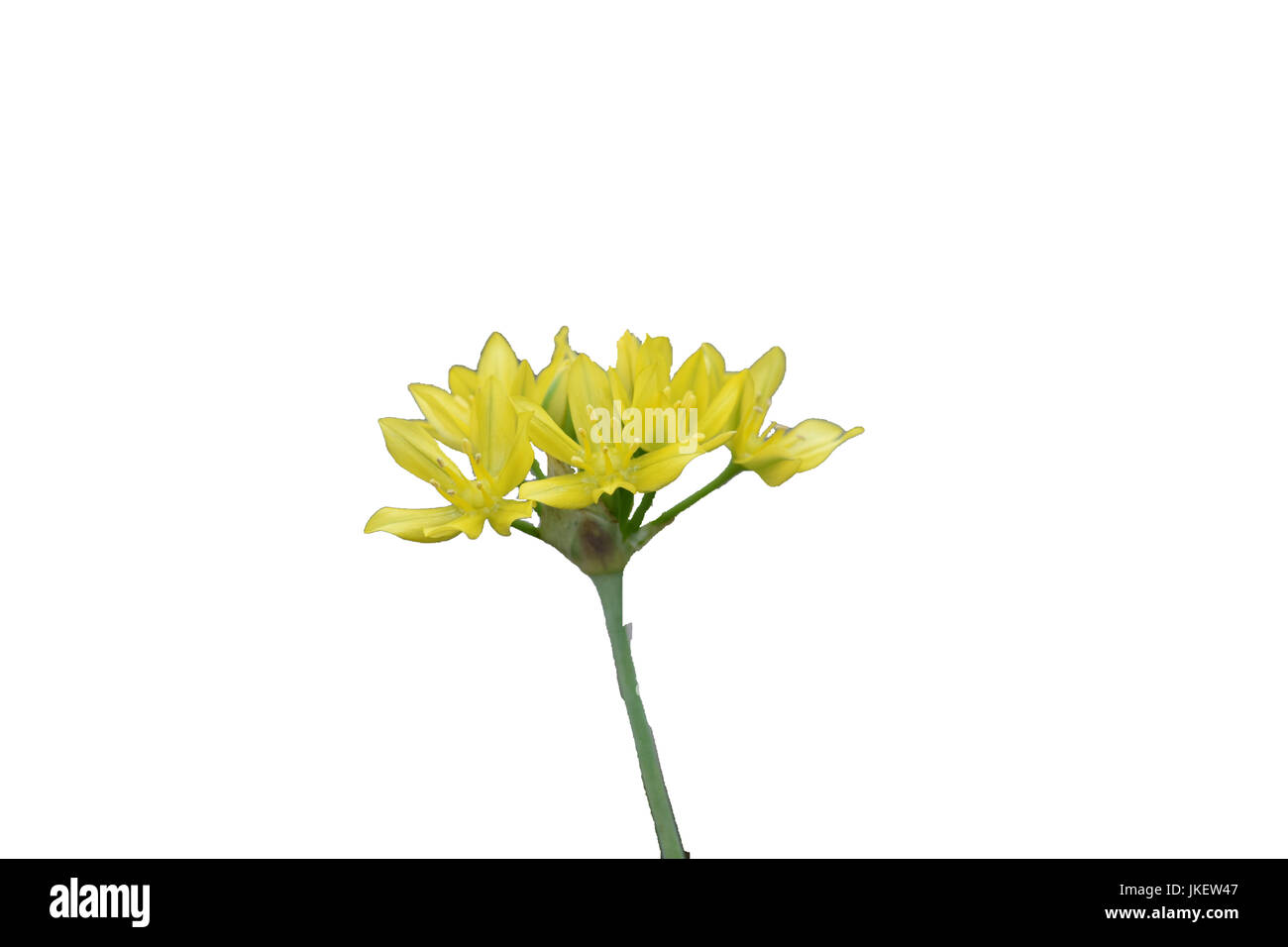 Flower isolated on white background Stock Photo - Alamy