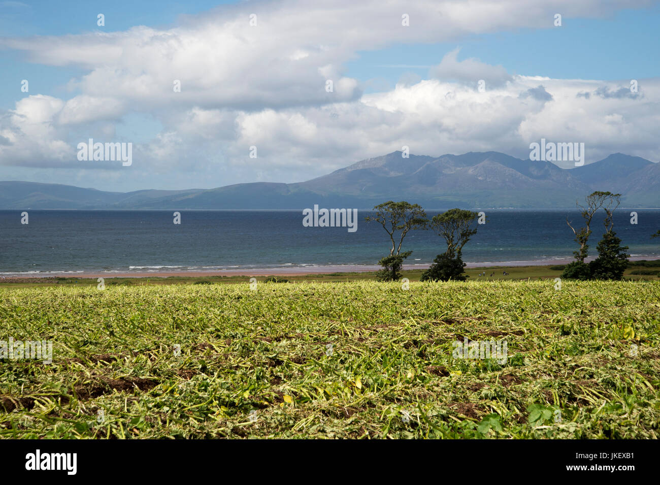 Scotland. West Kilbride. Landscape of harvested fields and sea, looking across the Forth of Clyde to the island of Arran Stock Photo