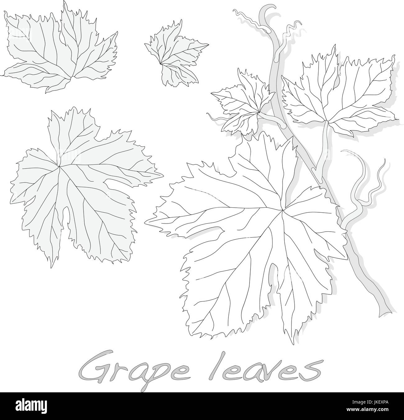 New leaves on grape Stock Vector Images - Alamy