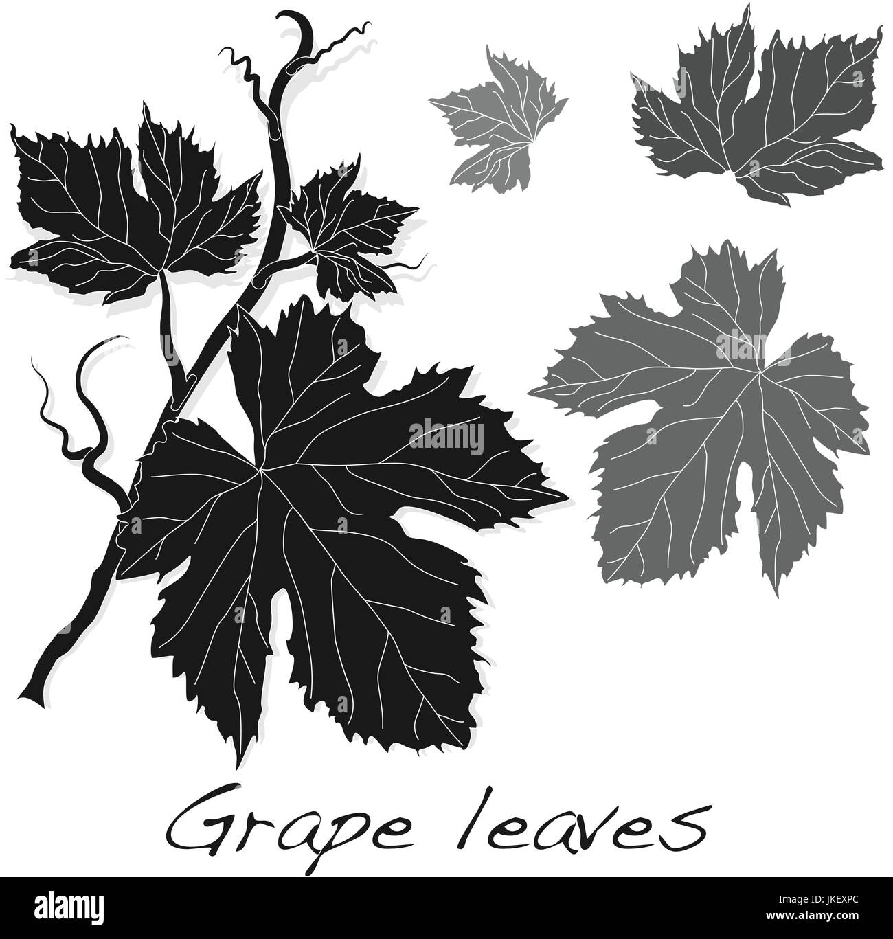 Grape leaves isolated on white. Vector Stock Vector Image & Art Alamy