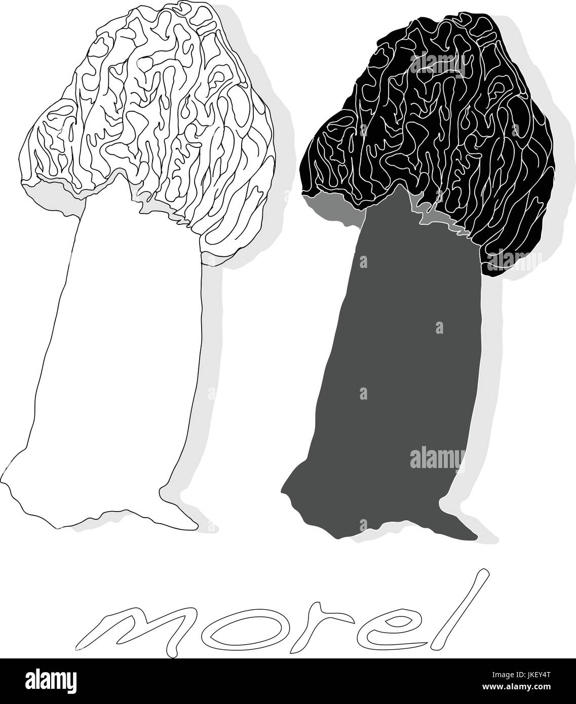 morel, yellow morel, true morel and sponge morel edible mushrooms