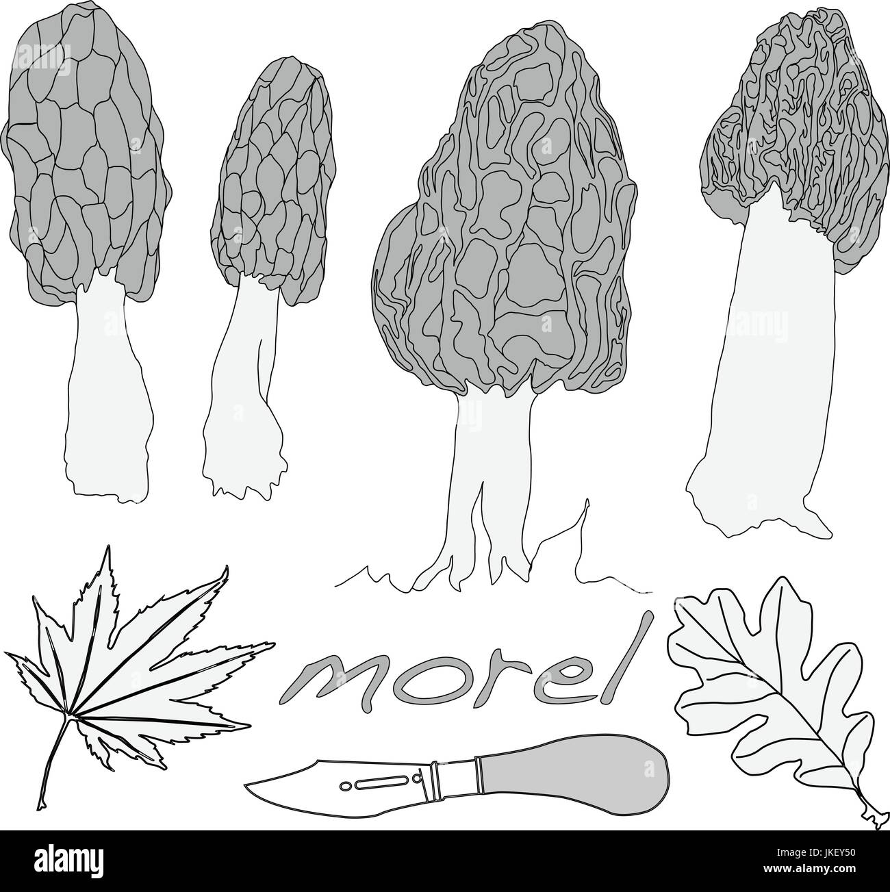 morel, yellow morel, true morel and sponge morel edible mushrooms