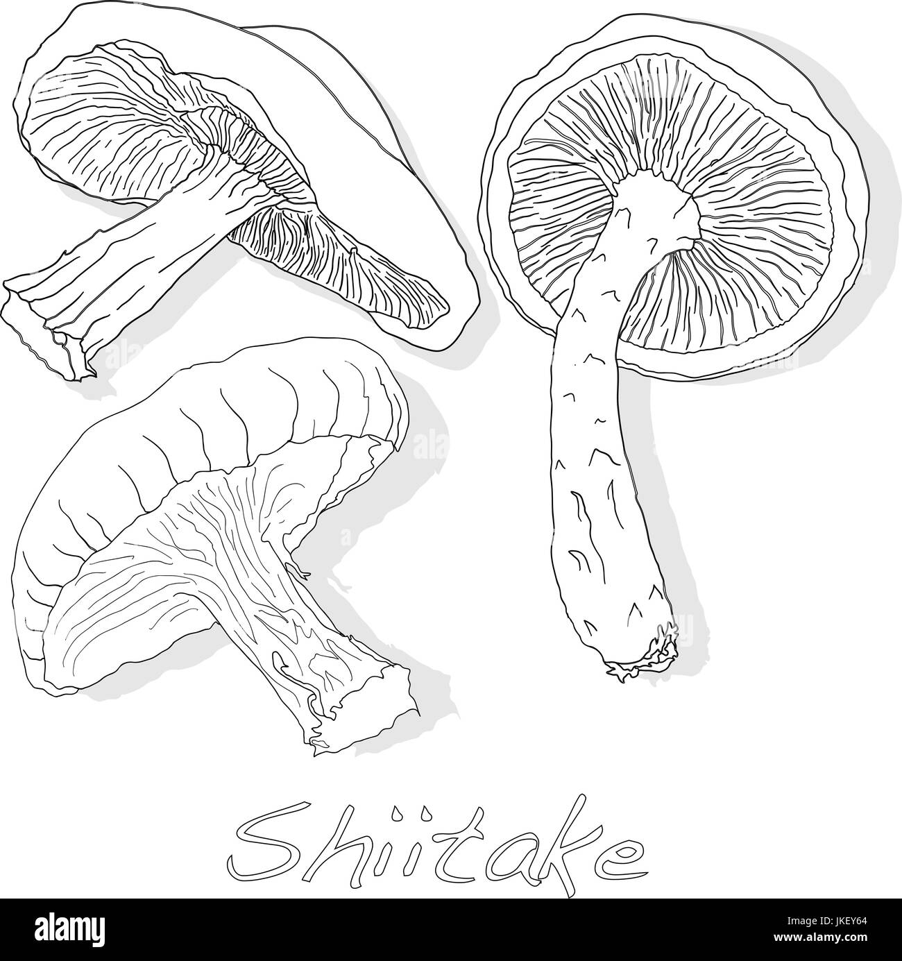 Shiitake mushroom illustration isolated Stock Vector Image & Art Alamy
