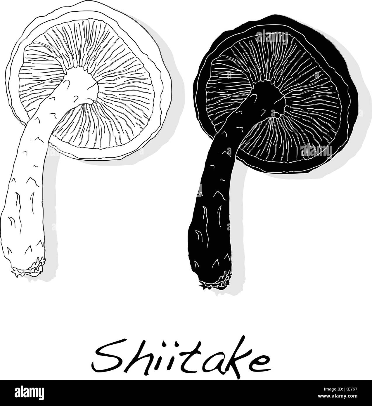 Shiitake mushroom illustration isolated Stock Vector Image & Art Alamy