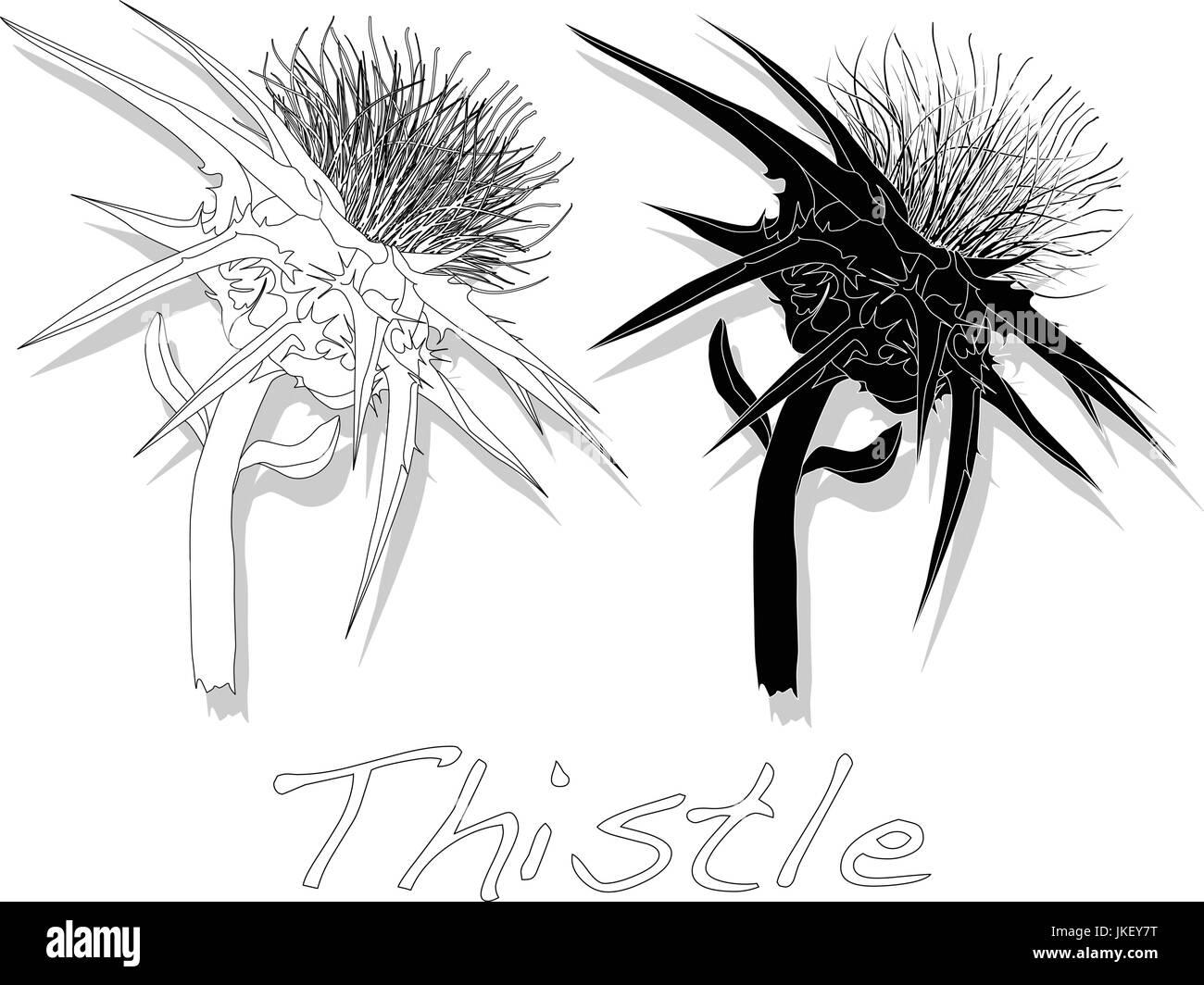 Milk Thistle plant. Scotch thistle Stock Vector Image &amp; Art - Alamy