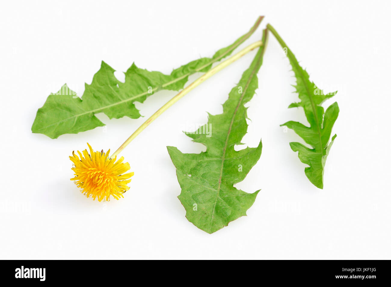 Dandelion Blossom And Leaves Taraxacum Officinale Loewenzahn dandelion-blossom-and-leaves-taraxacum-officinale-loewenzahn