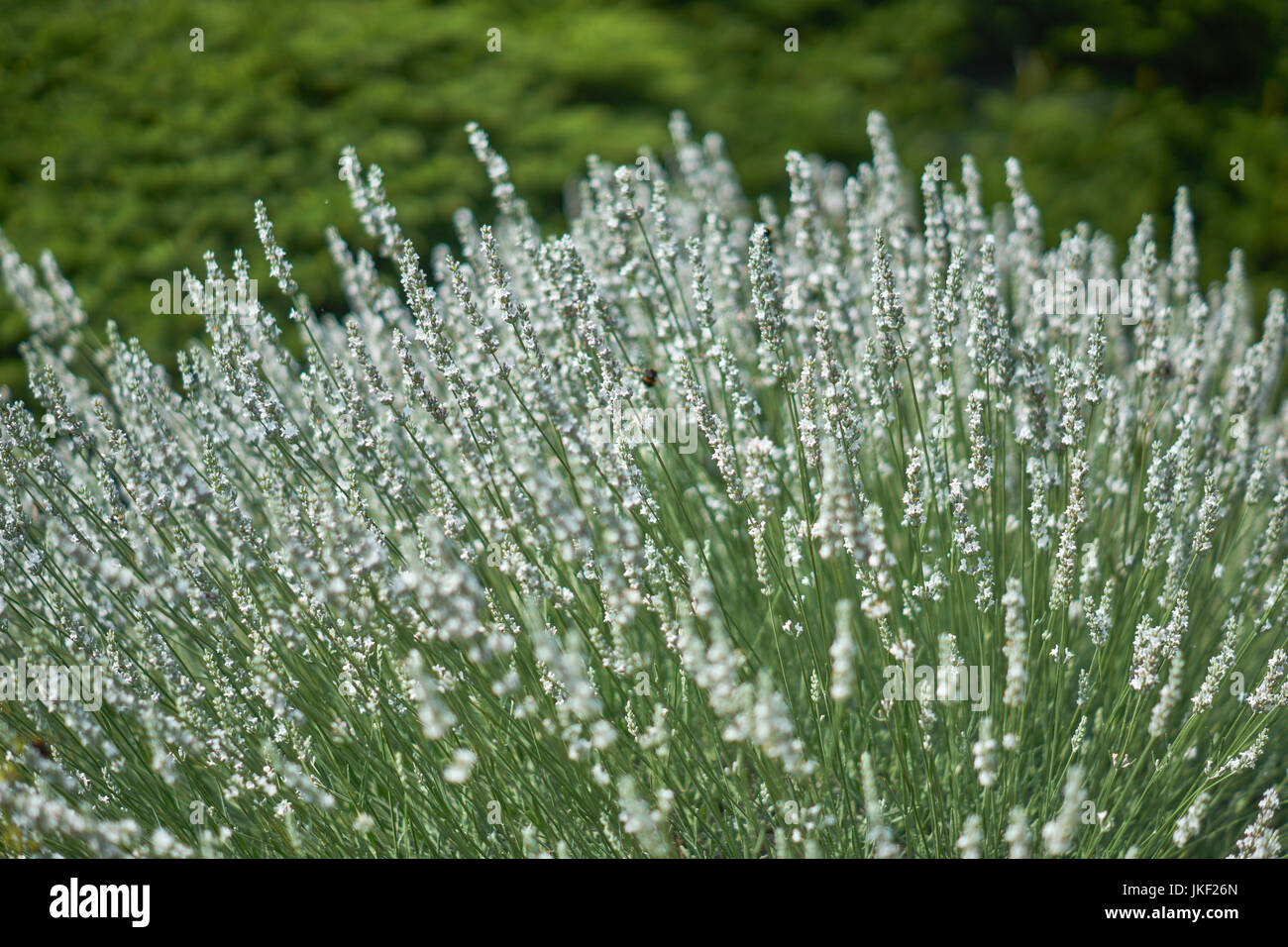 Lush fragrant abundant white lavender blossom in full bloom Lavandula intermedia Edelweiss Stock Photo