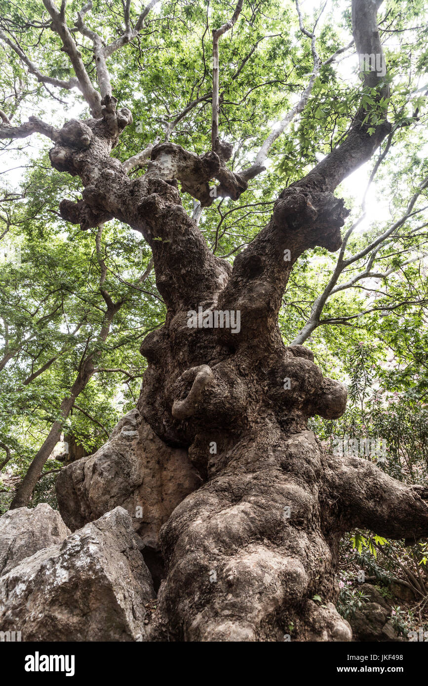 Greece, Crete, Kato Zakros, Gorge of the Dead, gnarled tree Stock Photo ...