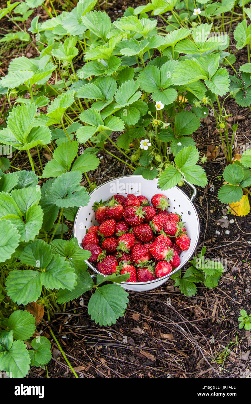 Fresh strawberries picked into a white bowl in the garden Stock Photo ...