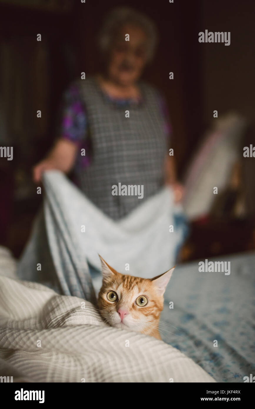 Portrait of ginger cat on alert while elderly woman making the bed Stock Photo