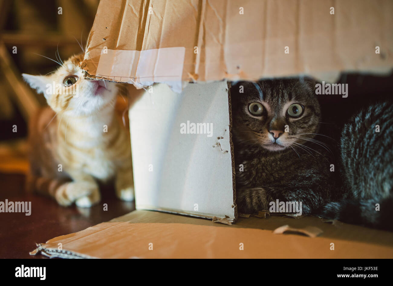 Two cats playing with cardboard box Stock Photo