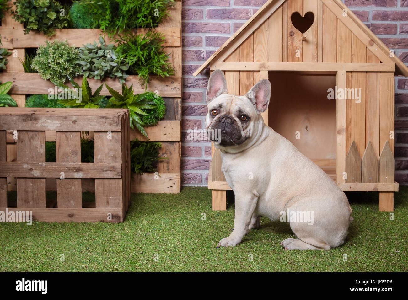 Portrait of french bulldog with dog house and vertical garden Stock Photo