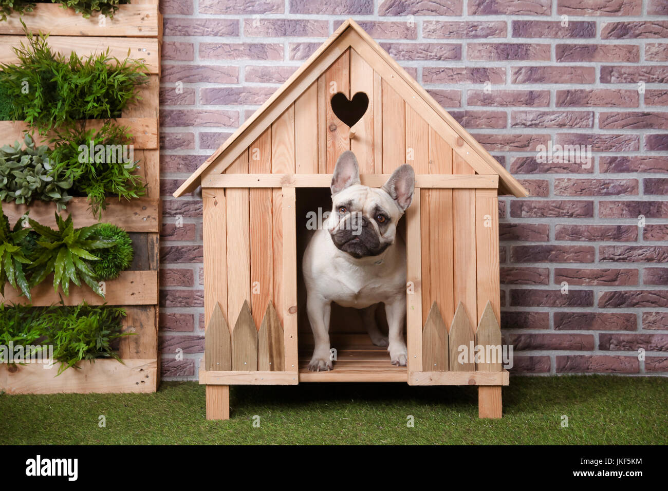 French bulldog inside wooden dog house Stock Photo