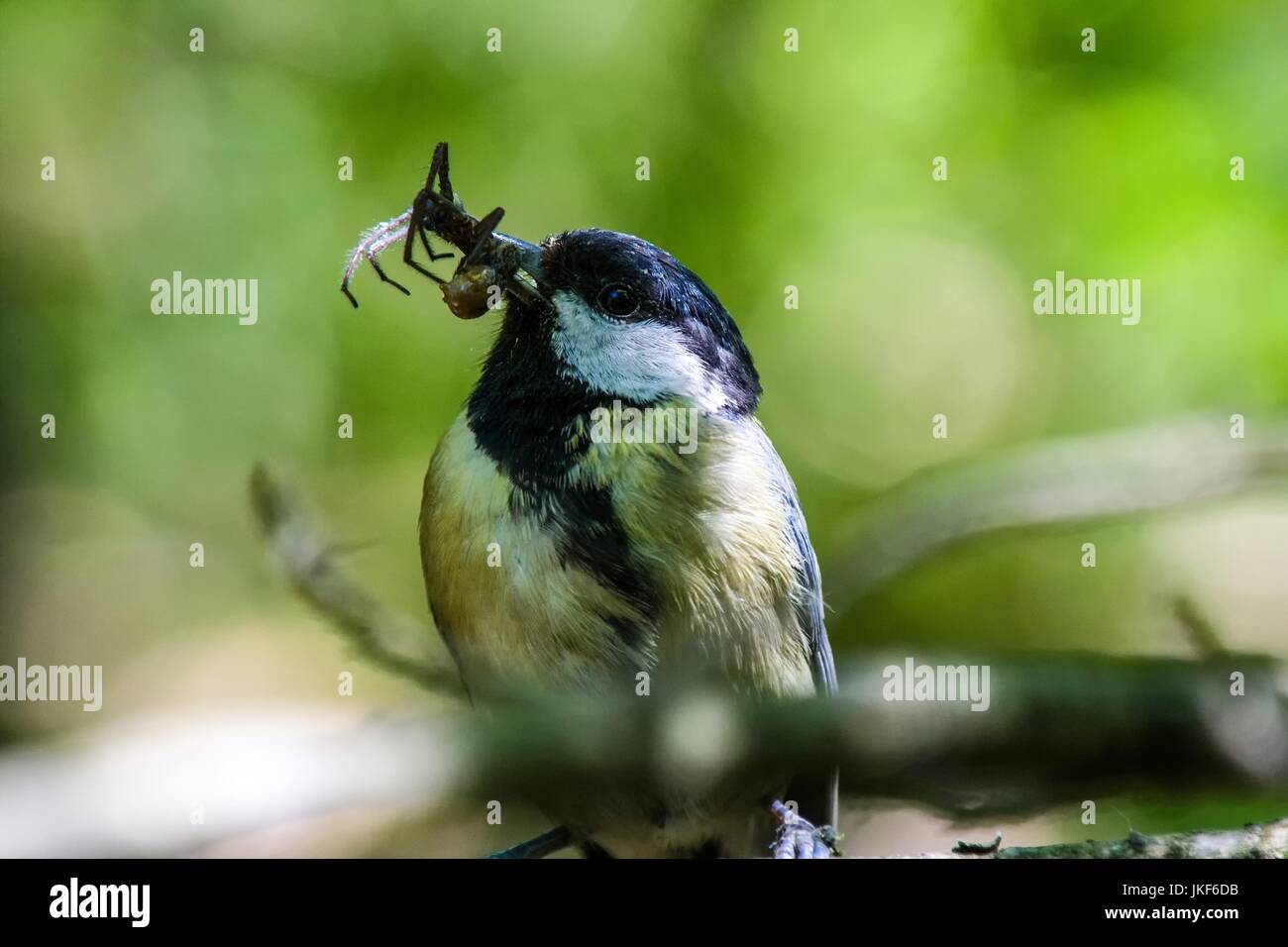 Oscine bird with some food in Germany Stock Photo