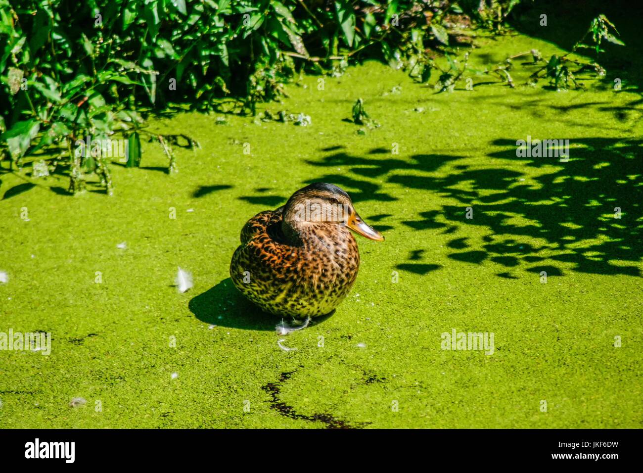 Mallard duck swimming on a pond covered with common duckweed in summer Stock Photo