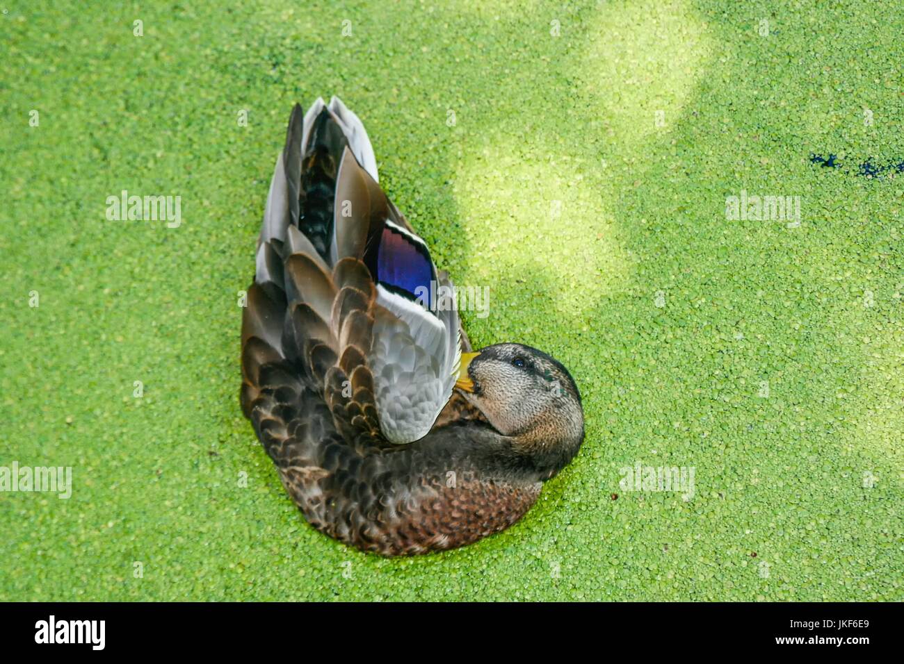 Mallard duck swimming on a pond covered with common duckweed in summer Stock Photo