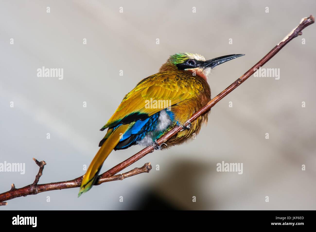 Oscine bird sitting on a limb in summer Stock Photo